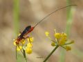 Glyptomorpha pectoralis